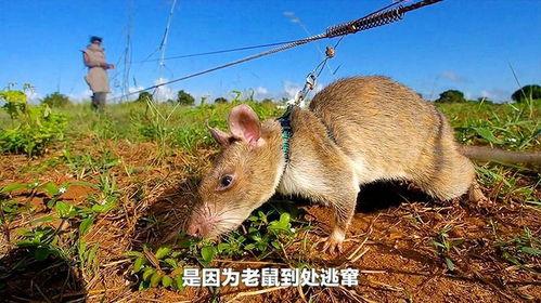 巨型老鼠爆料视频播放下载,播放下载背后的惊人真相  第3张